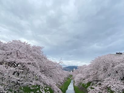 佐保川の桜並木